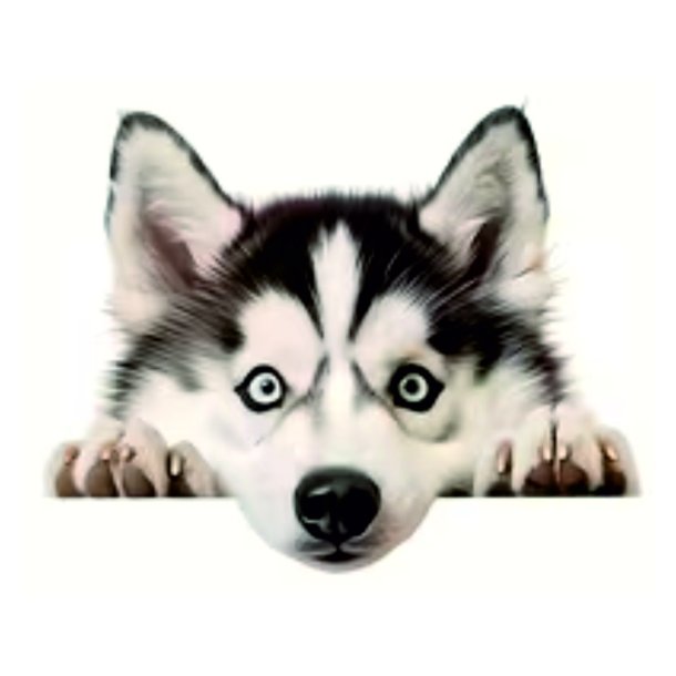 T�jtryk Alaskan Malamut