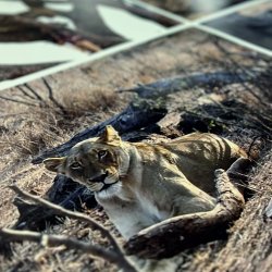 Print af egne billeder