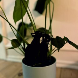 To katte med jordspyd